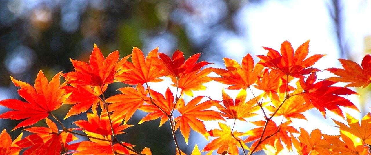 fall colors