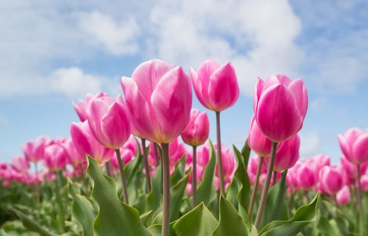 Pink Tulips, blue sky
