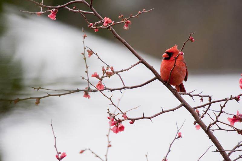 Winter with branch with red berries and cardinal