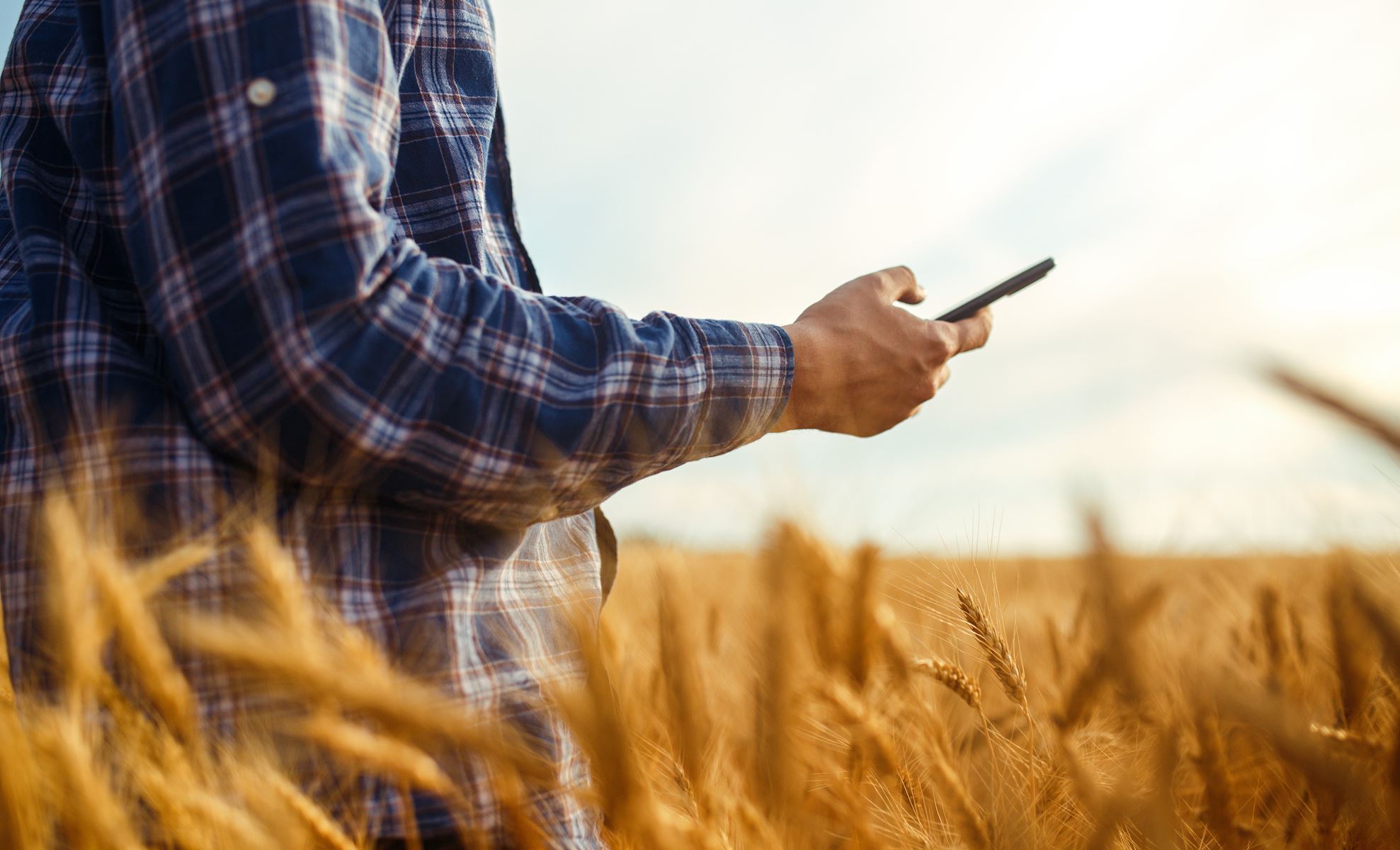 Man standing in wheat field holding and looking at a cell phone