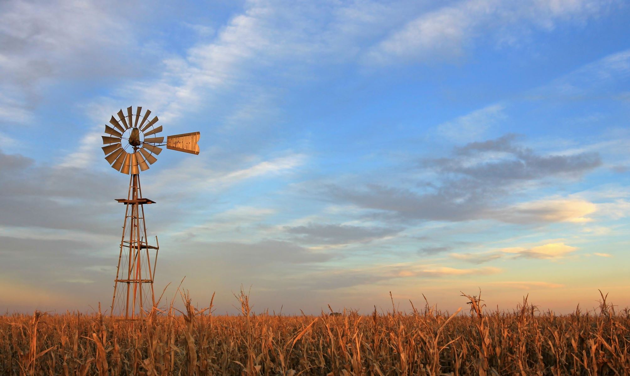 Windmill in a corn field at the beginning of sunset