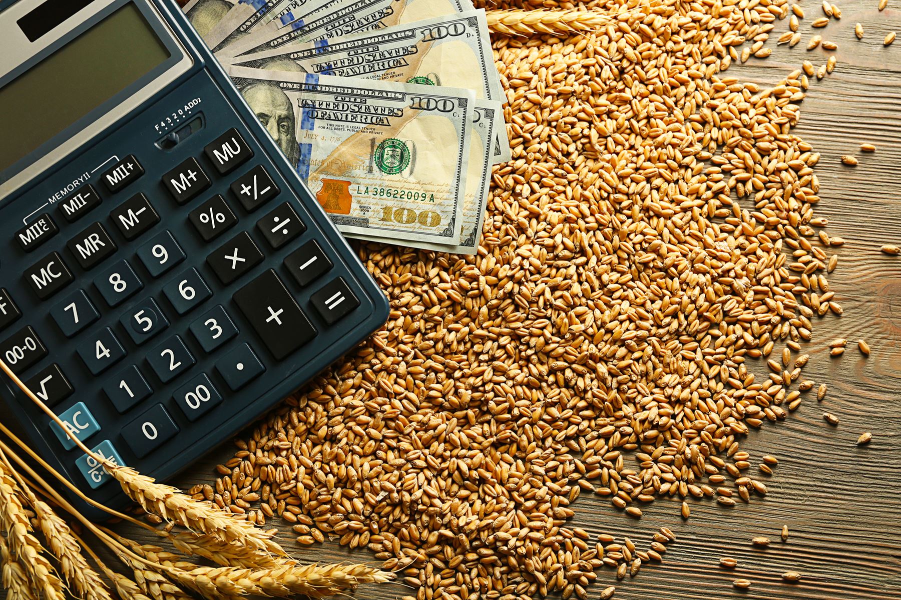 Calculator laying on 100 dollar bills and wheat kernels