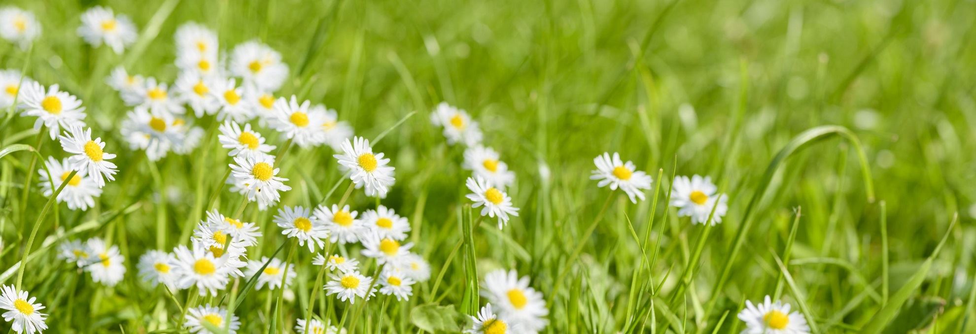 Daisy flowers in a green field