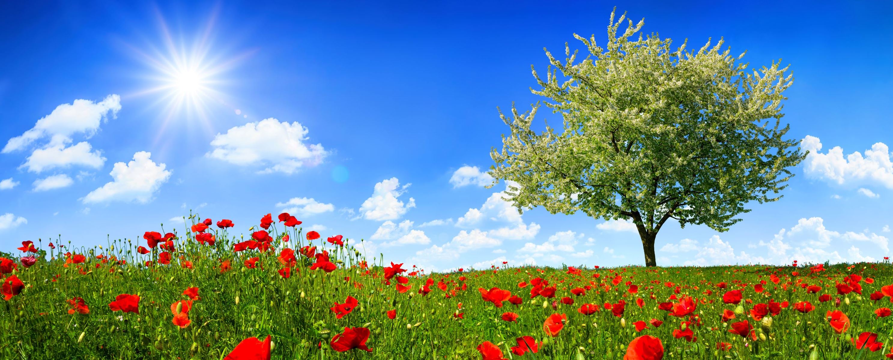 Red flowers in a meadow with a tree, a few clouds, and a sunny, blue sky in the background